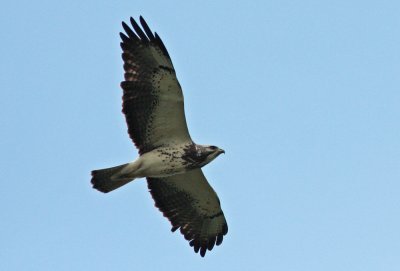 Swainson's Hawk