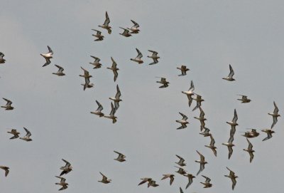 Buff-breasted Sandpipers