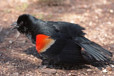 Red-winged Blackbird