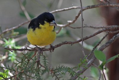 Lesser Goldfinch