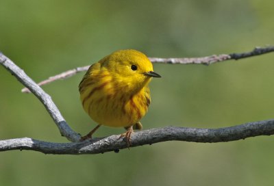 Yellow Warbler