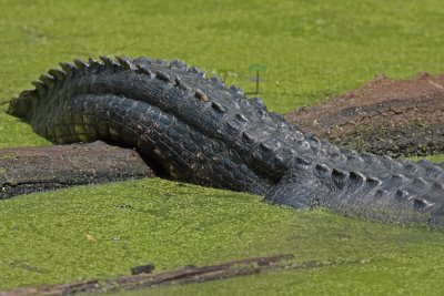 Therein lies a tail...alligator, that is!