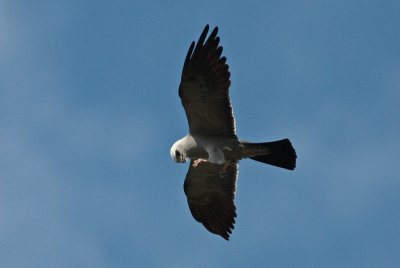 Mississippi Kite