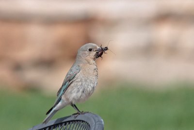 Mountain Bluebird