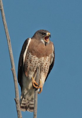 Swainson's Hawk