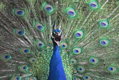 Peacock