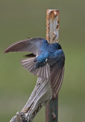 Tree Swallows Mating