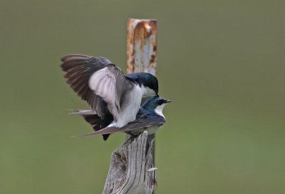 Tree Swallows Mating