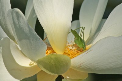 Grasshopper on Lotus