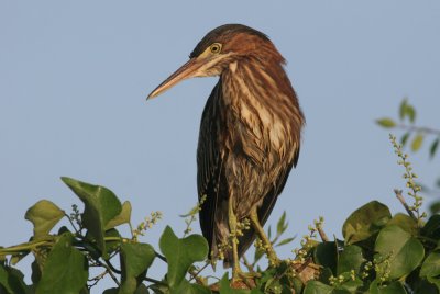 Green Heron