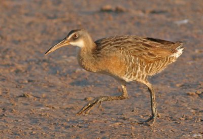 Clapper Rail