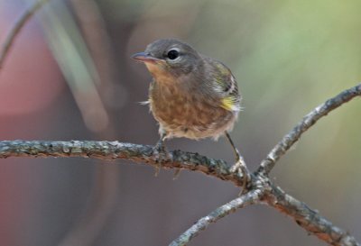 Young birds: Pine Warbler