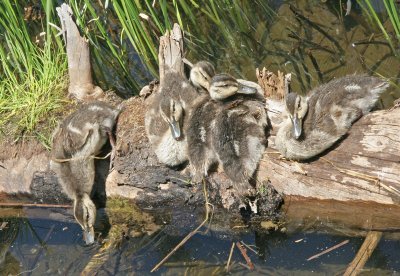 Mallard Ducklings on a Log