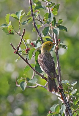 Western Tanager