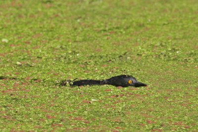 Least Grebe