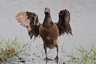 Brant