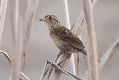 Seaside Sparrow