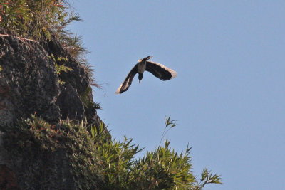 Hornbills and Barbets