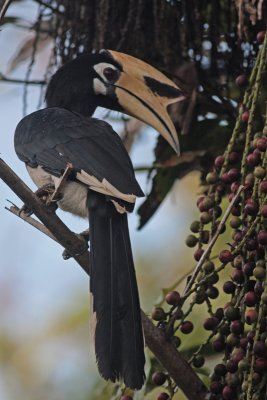 Oriental Pied-hornbill