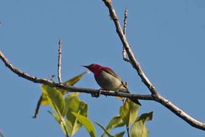 Crimson Sunbird