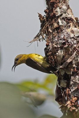 Sunbird on Nest