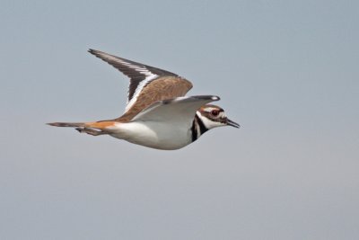 Killdeer