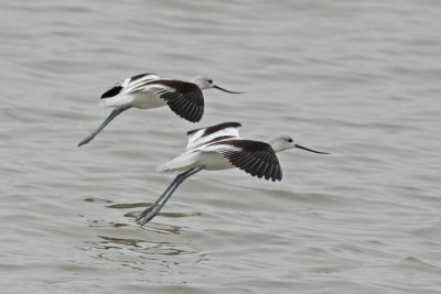 Landing:  American Avocets