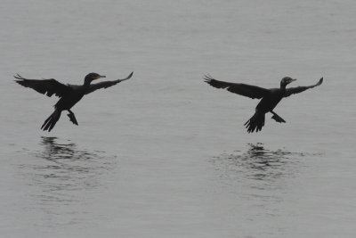 Landing:  Neotropic Cormorants