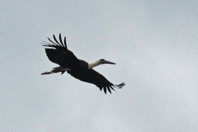 Woolly-necked Stork