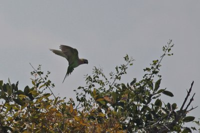 Red-breasted Parakeet