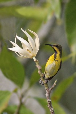 Olive-backed Sunbird