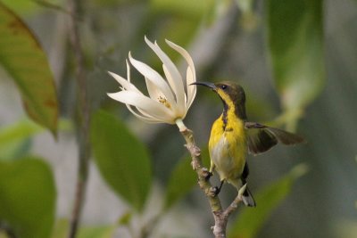 Olive-backed Sunbird