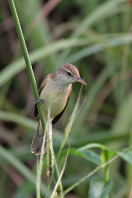 g3/80/793480/3/120291135.AMuepwl4.jpg