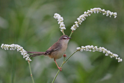 Plain Prinia