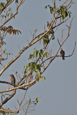 Indian Roller and Doves
