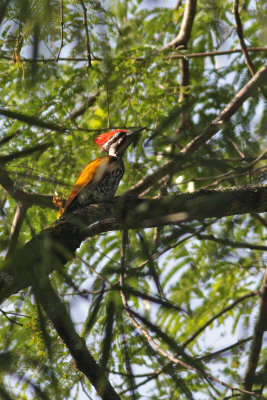  Greater Flameback