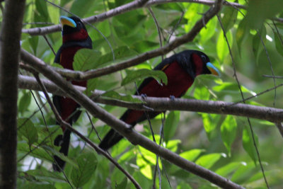 Black-and-red Broadbills