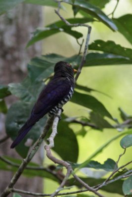 Violet Cuckoo