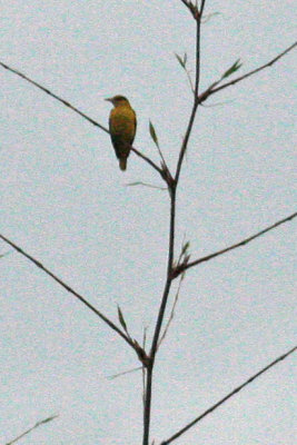 Black-naped Oriole