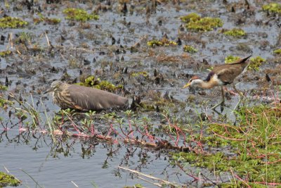 Wading Birds, Rails, Jacanas, Cranes