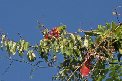 Vernal Hanging Parrot