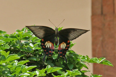 Butterfly (Vietnam)