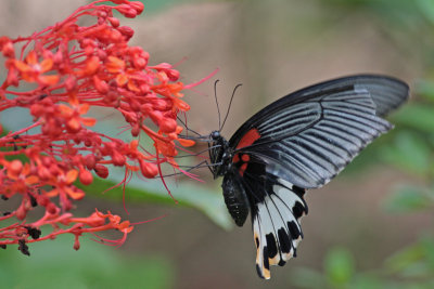 Butterflies of Vietnam and Cambodia