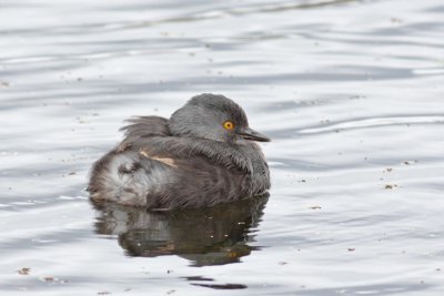 Least Grebe