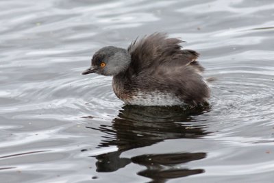 Least Grebe