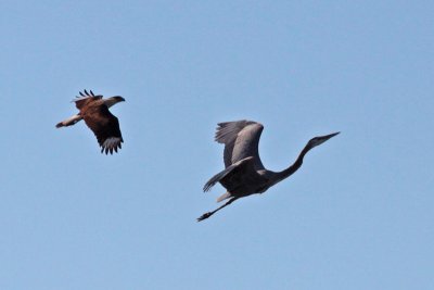 Crested Caracara and Great Blue Heron