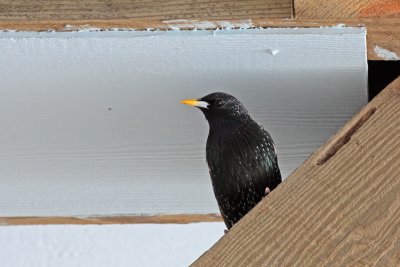 European Starling