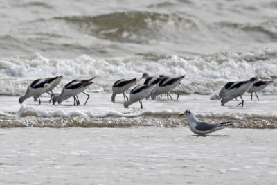 American Avocets