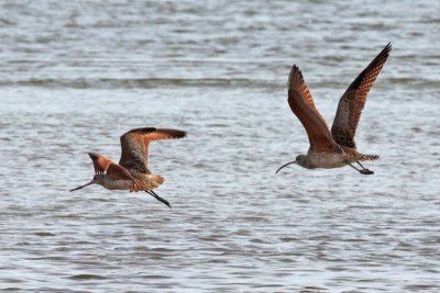 Marbled Godwit and Long-billed Curlew
