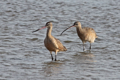 Marbled Godwit and Long-billed Curlew